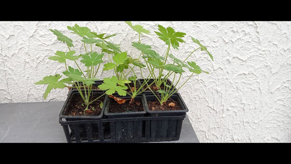 6 GODETS DE GERANIUMS VIVACES ROSES Jardin