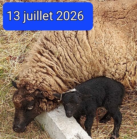 Ouessant 14230 La cambe