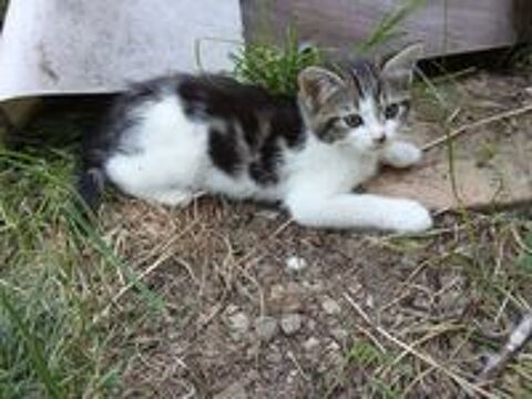   Chaton de 3 mois a donner 