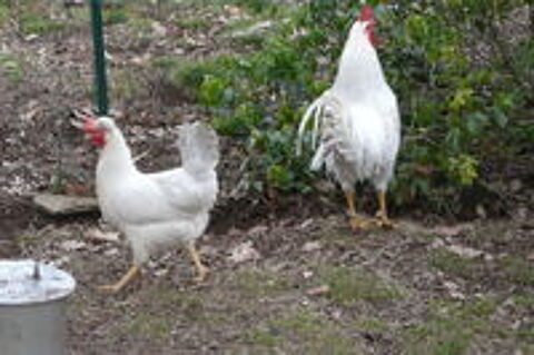   Coqs et poules 