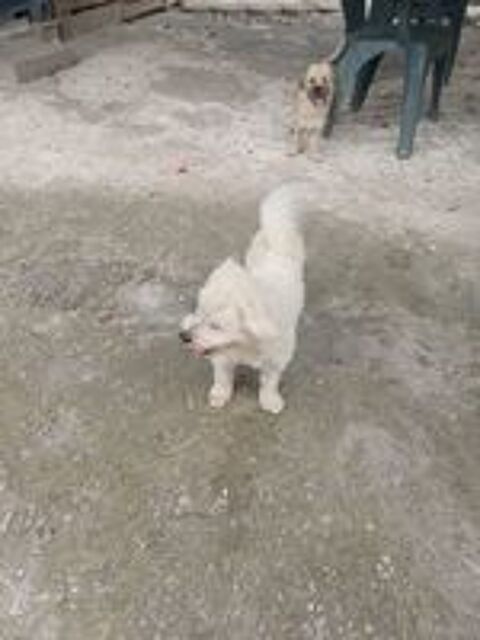   A L'ADOPTION ATHENA 