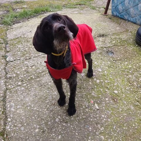 MARCELA🩷 DRAHTHAAR tra&icirc;n&eacute;e  derri&egrave;re une voiture !!!!!!  quel  MONSTRE peut  faire &ccedil;a ??  315 24140 Douville