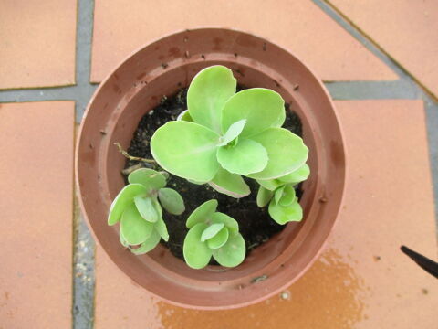 Plante Vivace  Fleurs, trs Robuste  Orpin des Jardins ... 3 La Fert-Alais (91)