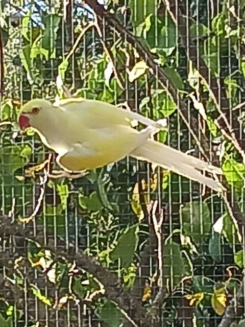 Perruche à Collier D'Asie Crème Ino 100 81710 Sax