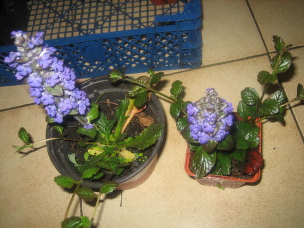 PLANT BUGLE RAMPANT Jardin