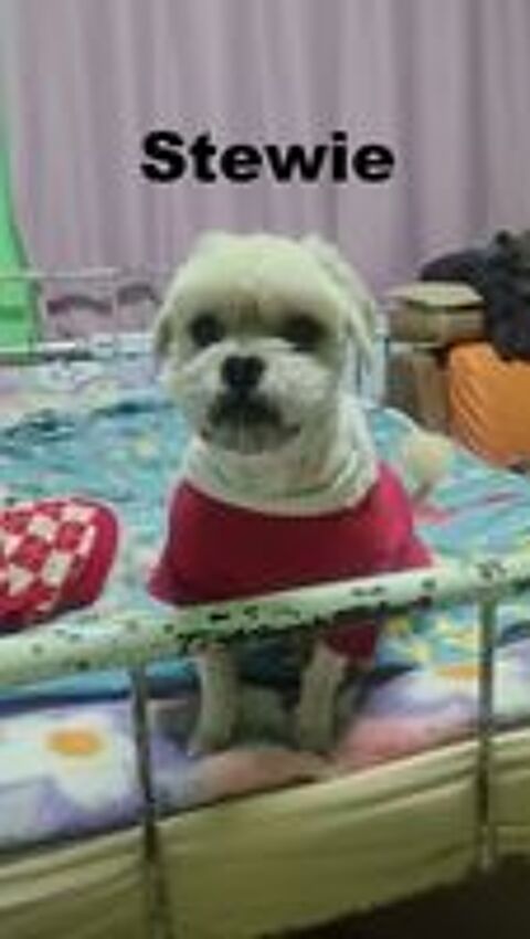   STEWIE SE TROUVE DANS UN REFUGE EN CHINE 