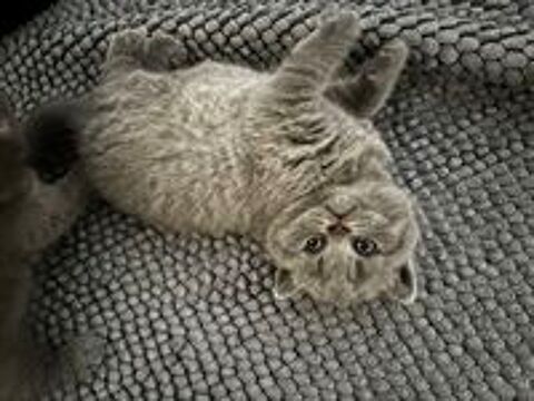    Deux magnifiques femelles British Shorthair bleu à la ré 