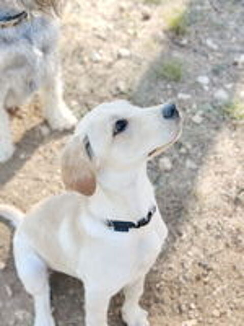   Senna est à l'adoption! 