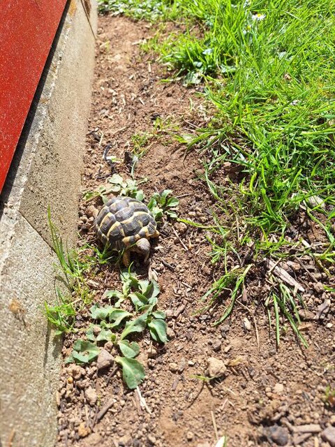 Reptiles 80 76430 Gommerville