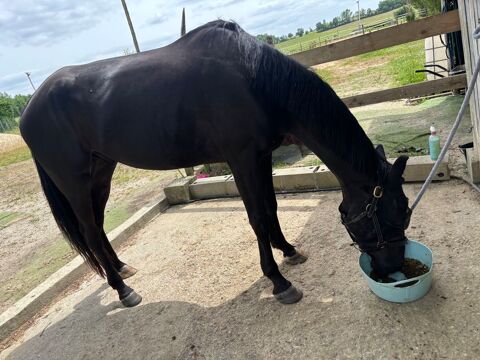 Cheval de loisir 1800 33540 Saint-brice
