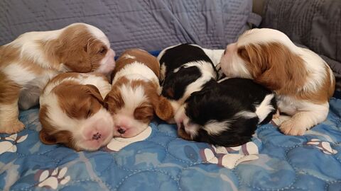 6 magnifiques chiots Cavalier King Charles LOF 1500 24130 Le fleix