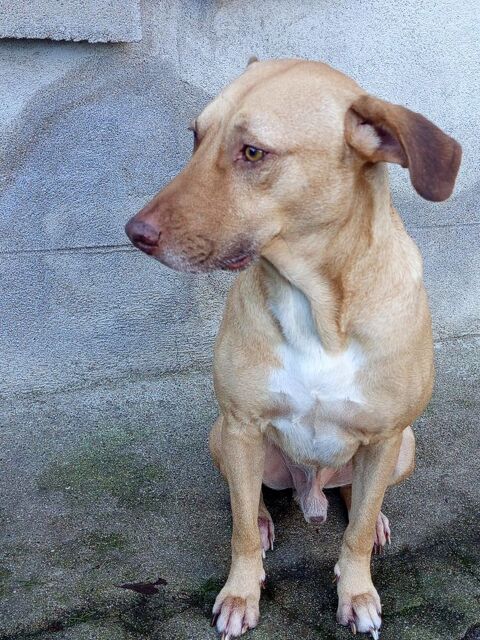 Fifi, m&acirc;le crois&eacute; berger, n&eacute; le 15/06/2022 🐶 380 62000 Arras