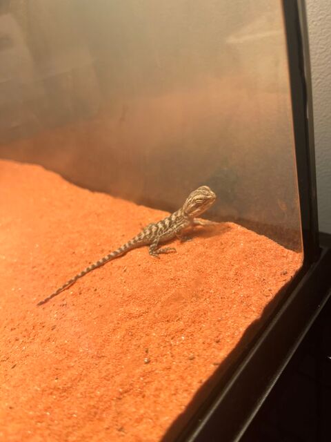 B&eacute;b&eacute;s pogonas vetticeps 30 93330 Neuilly-sur-marne