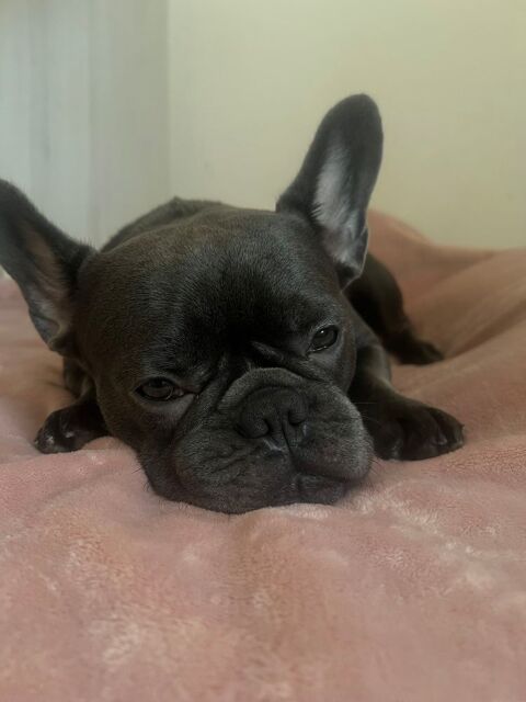 Tr&egrave;s belle bouledogue fran&ccedil;aise femelle, gris fonc&eacute; 700 13008 Marseille