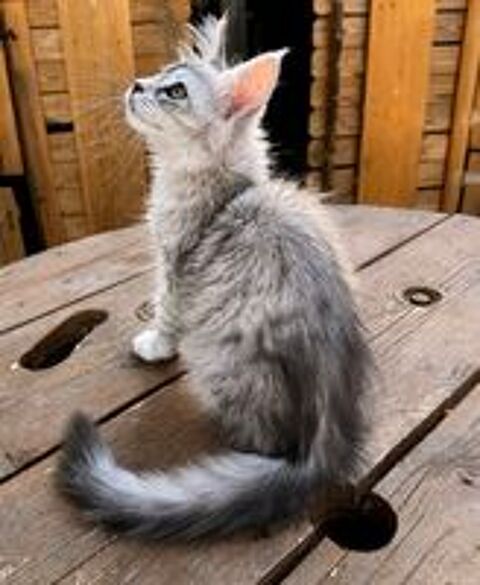   Magnifique femelle Maine Coon LOOF 