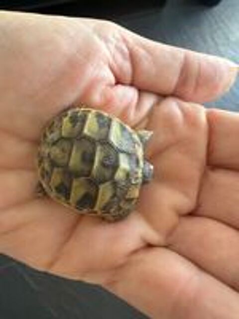   Bébés tortues grecques  