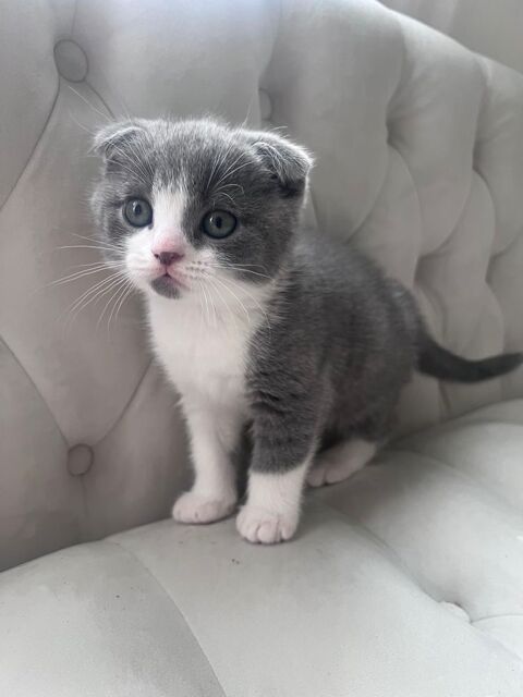 Magnifique Scottish Fold short hair  900 92260 Fontenay-aux-roses