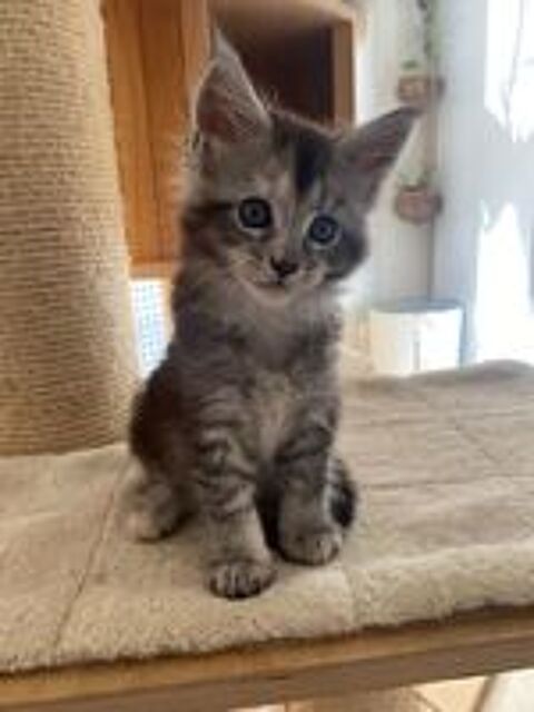   Magnifiques chatons Maine Coon 