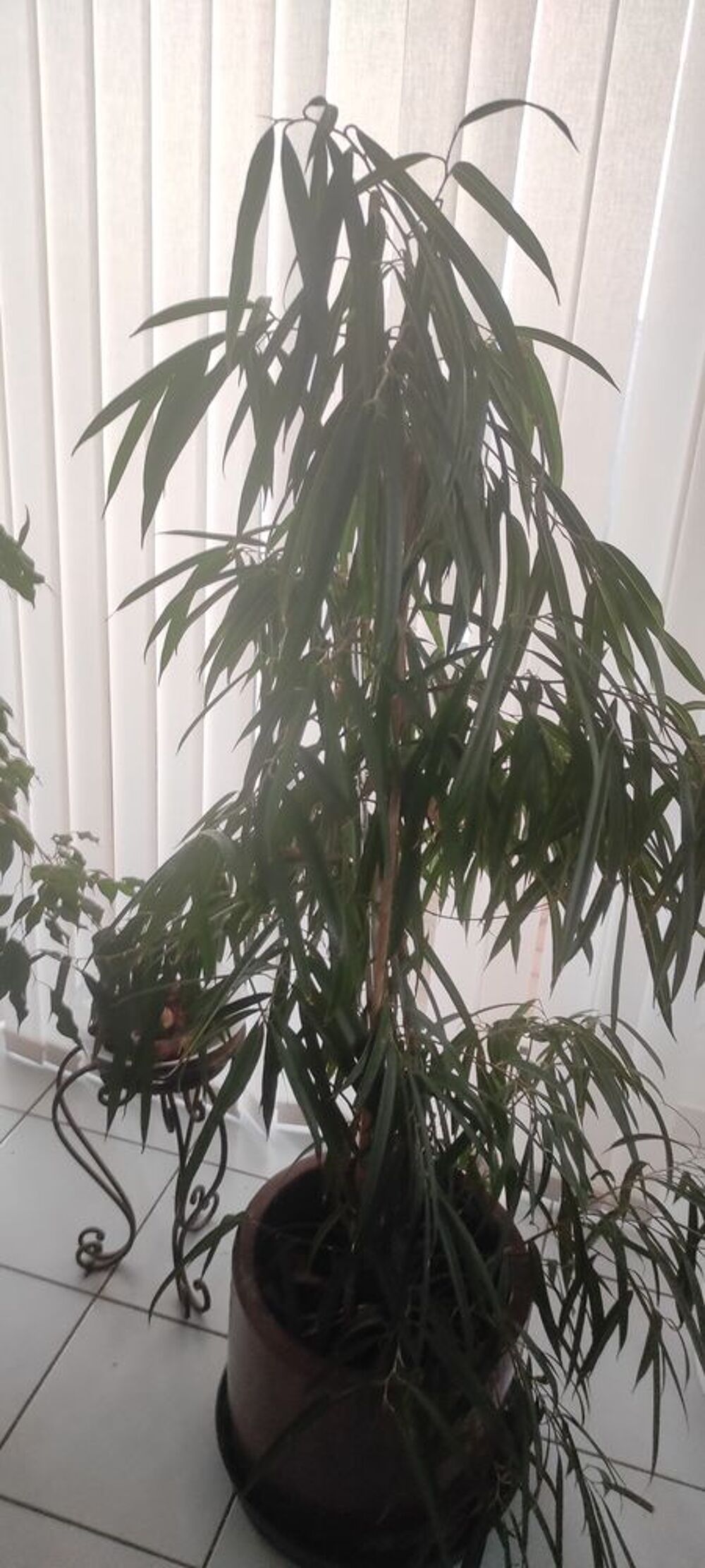 plantes int&eacute;rieures et ext&eacute;rieures + aquarium Jardin