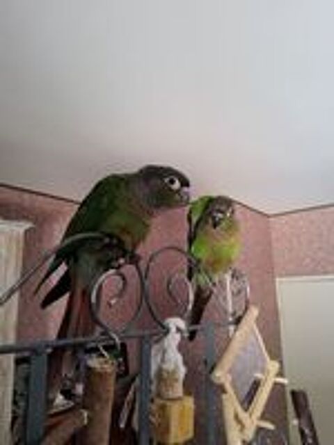   Conures molinae males de mois Eleves main 