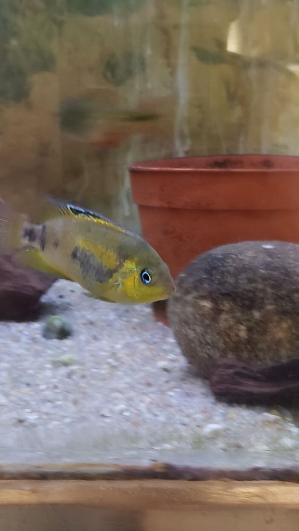   cichlides americains Amatitlania nanoluteus fermelle adulte
