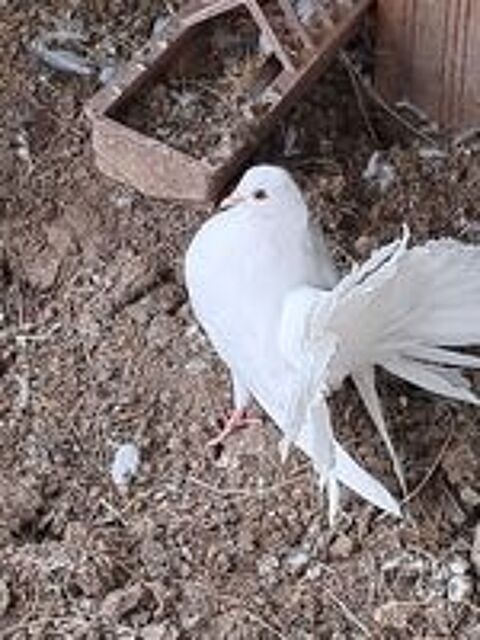  pigeons paon 