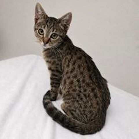   PRALINE 
