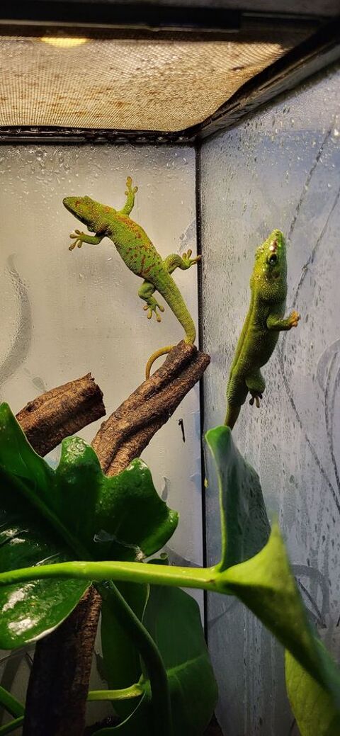 Phelsuma grandis 50 62138 Haisnes