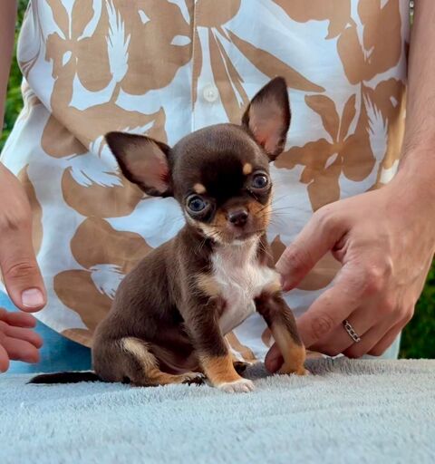 Magnifique chiots chihuahuas poils court - LOF 1600 25640 Roulans