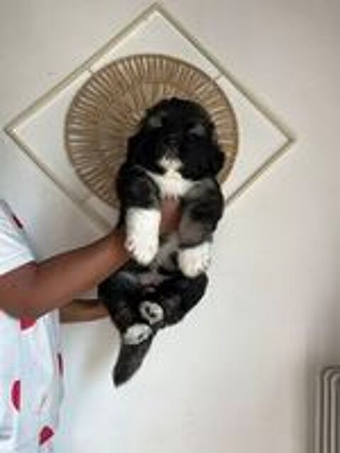   Chiot berger du Caucase  