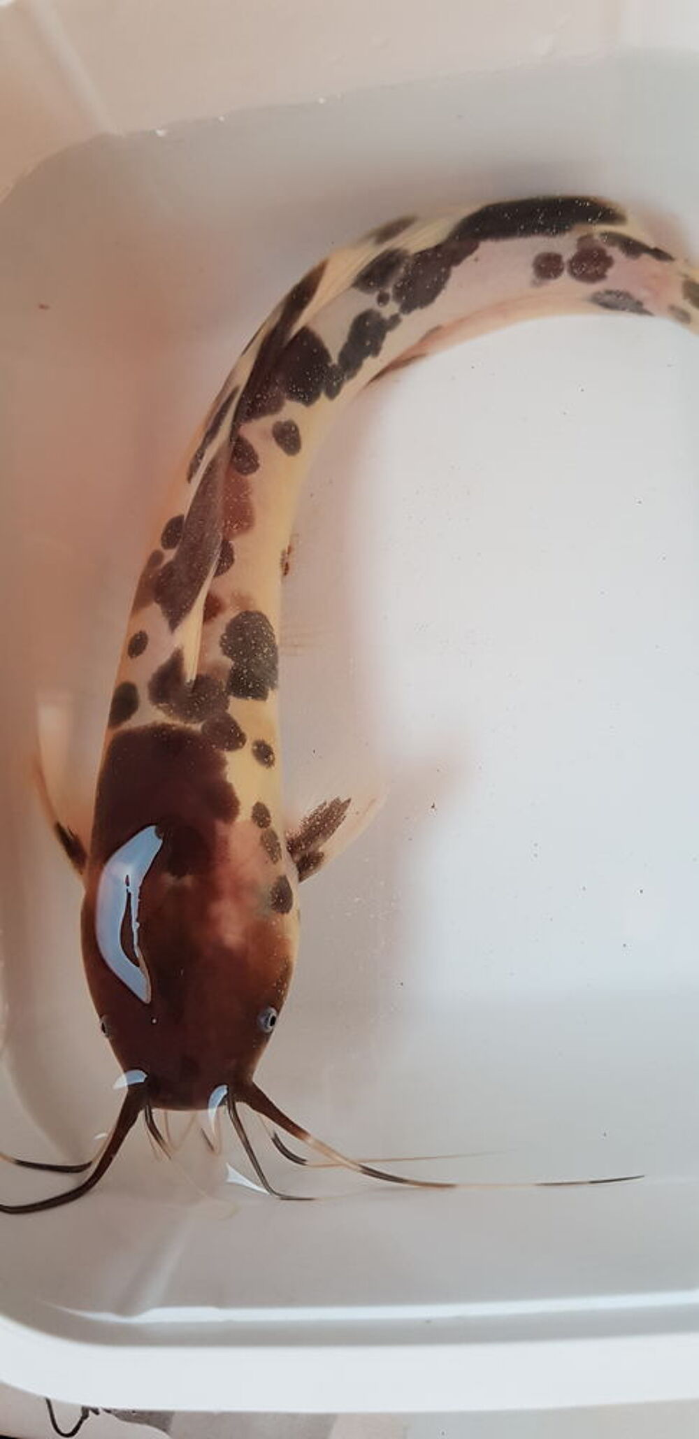   Silure grenouille 