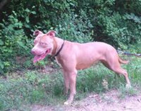   URGENCE POUR LOKA 