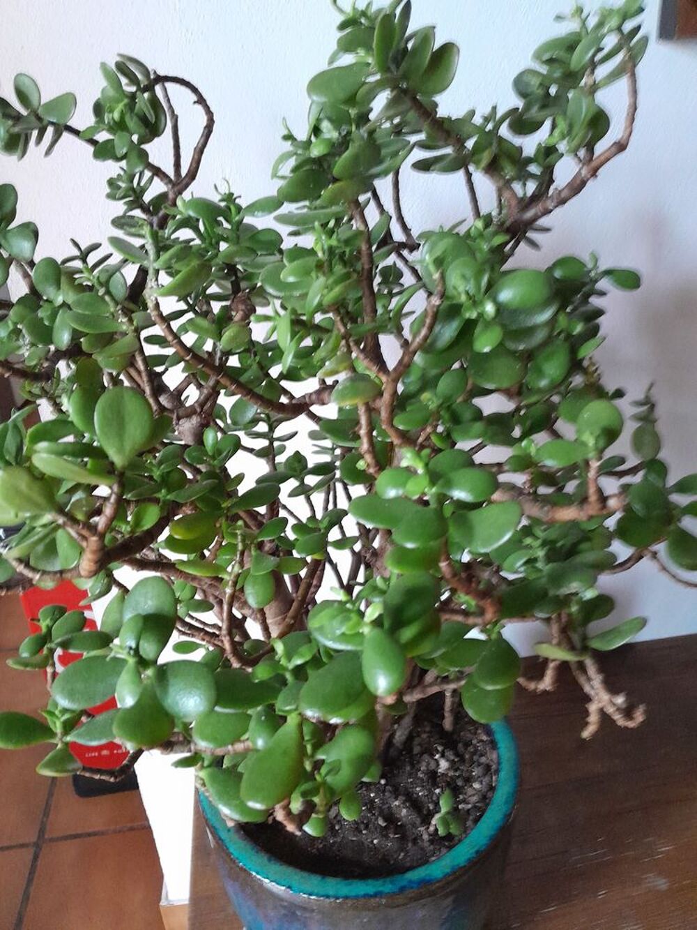 Plante d'appartement Décoration