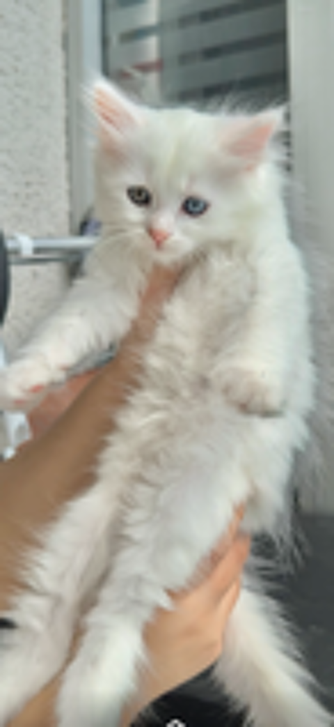   Chaton disponible  
