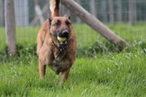   Candice, superbe Berger Belge Malinois  l'adoption 