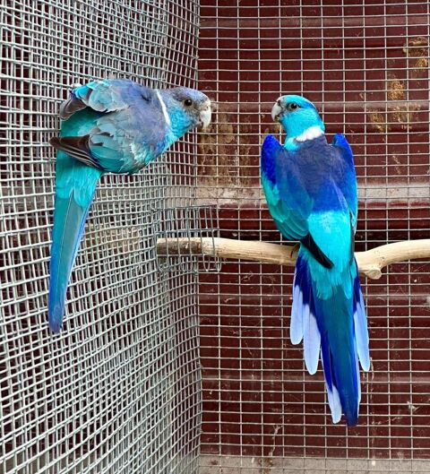 Perruche barnard bleu 230 24000 P�rigueux