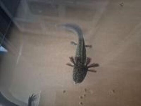   Axolotl  