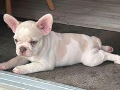   BEBE BOULEDOGUE FRANCAIS  
