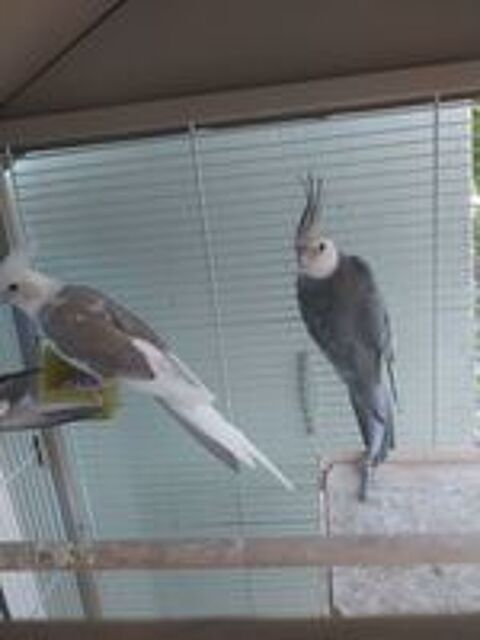   oiseaux calopsitte 