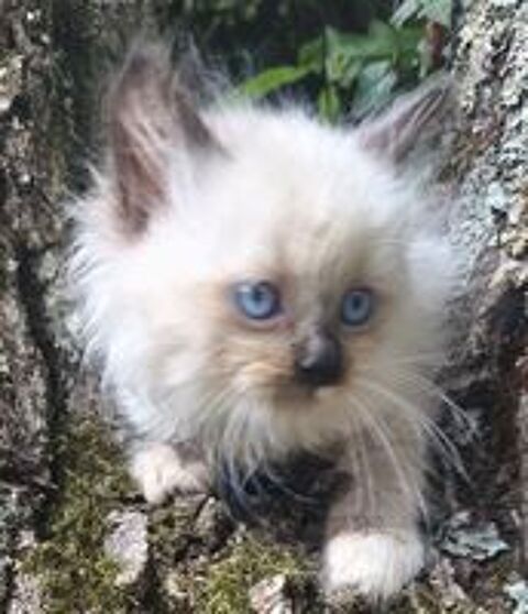   Chaton sibérien LOOF  