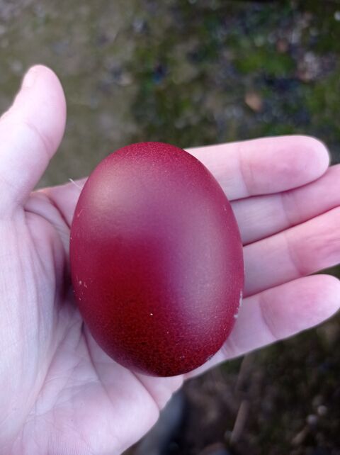 Oeufs fconds de Marans 36220 Sauzelles