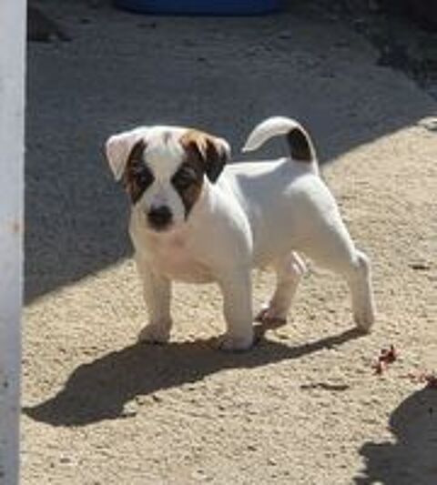   Jack russell terrier LOF 