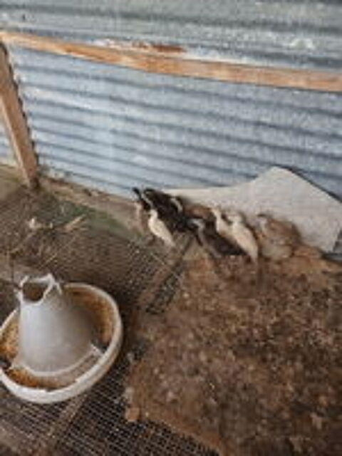   Canard d'ornement Carolin  