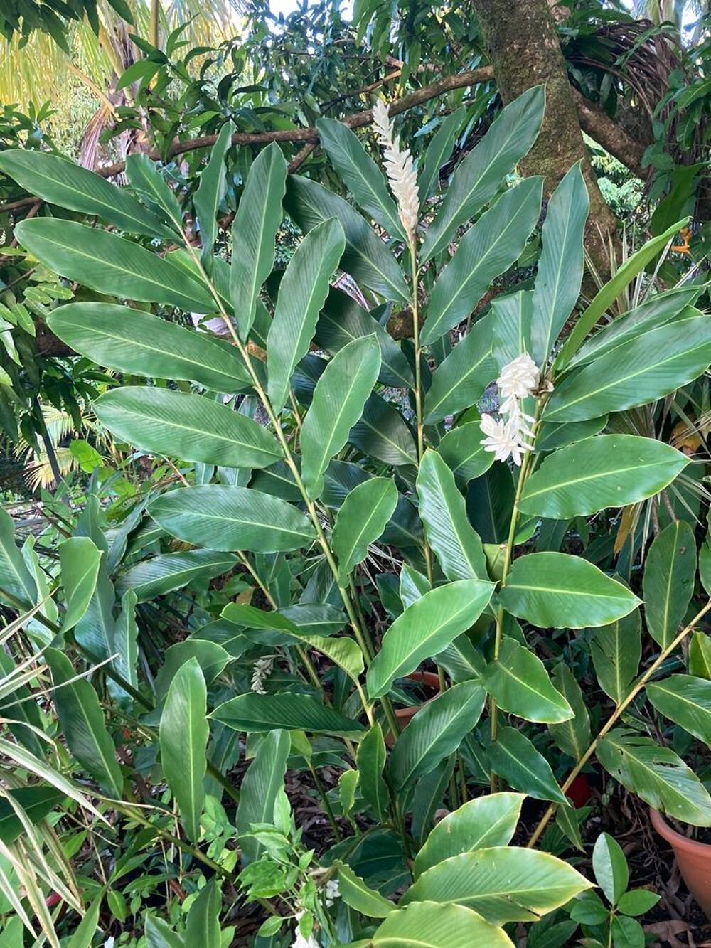 Plantes Jardin