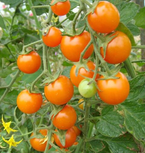plants de tomates anciennes et autres 1 Bonnay (80)