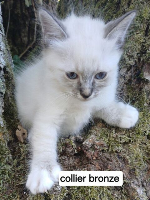 Chaton sacr&eacute; de Birmanie m&acirc;le loof 1350 85310 Chaillé-sous-les-ormeaux