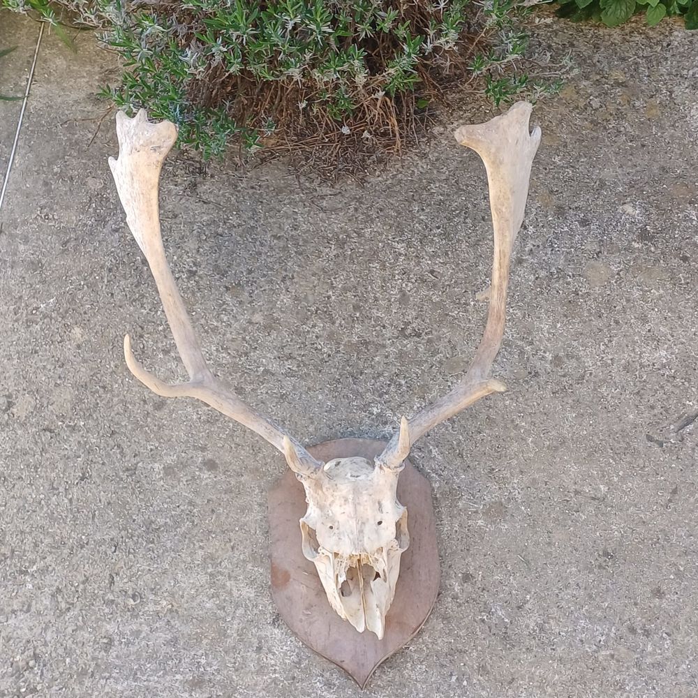 taxidermie empaille massacre corne de daim Décoration