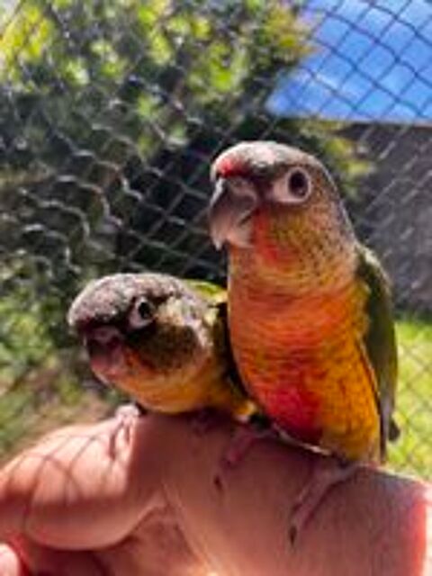   Conure hypoxantha EAM apprivoisé  
