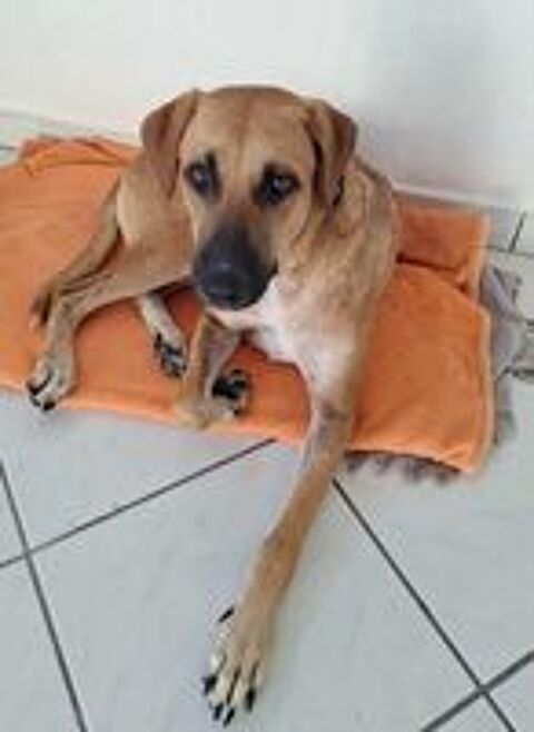   GUELIA gros coeur sur pattes 