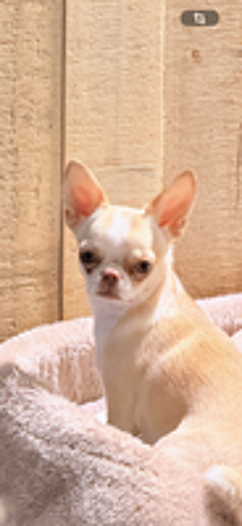   chihuahua femelle 